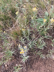 Galatella crinitoides