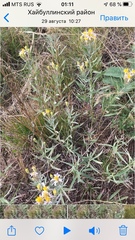 Galatella crinitoides