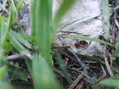 Pseudomethoca sanbornii