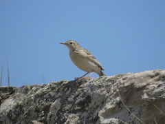 Anthus hellmayri