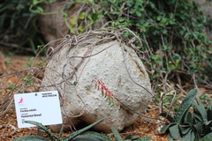 Fockea edulis
