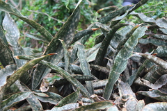 Sansevieria kirkii