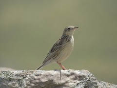 Anthus hellmayri