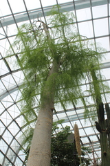 Moringa drouhardii