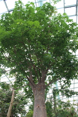 Adansonia madagascariensis