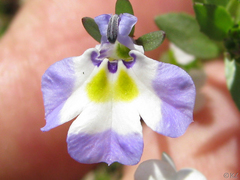 Downingia ornatissima