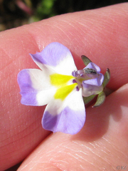 Downingia ornatissima