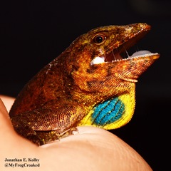 Anolis johnmeyeri