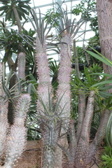 Pachypodium geayi