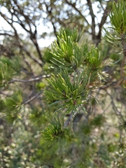 Pinus remota