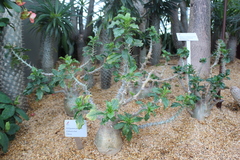 Pachypodium saundersii