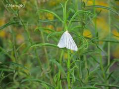 Neuromelia selectata