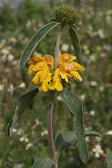 Phlomis grandiflora