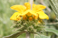 Phlomis grandiflora