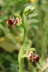 Ophrys umbilicata
