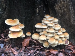 Fungi