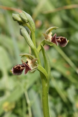 Ophrys umbilicata