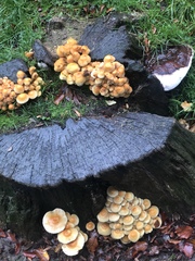 Fungi