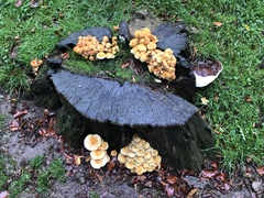 Fungi