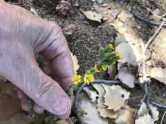 Deinandra mohavensis