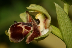 Ophrys umbilicata