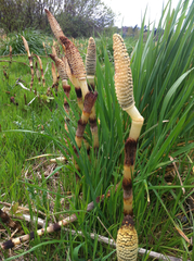 Equisetum