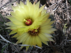 Coryphantha pseudoradians