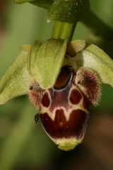 Ophrys umbilicata