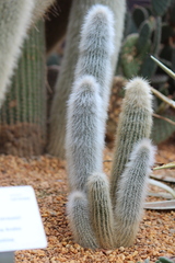Cleistocactus strausii