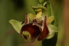 Ophrys umbilicata