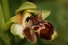 Ophrys umbilicata