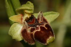 Ophrys umbilicata
