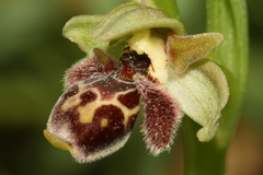 Ophrys umbilicata