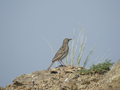 Anthus hellmayri