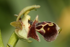 Ophrys umbilicata
