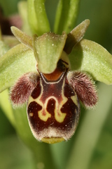Ophrys umbilicata