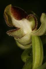 Ophrys umbilicata