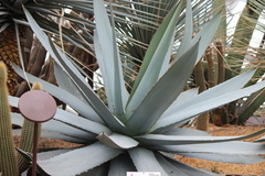 Agave titanota