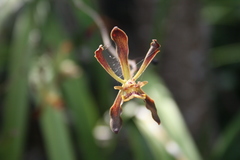Encyclia × nizandensis