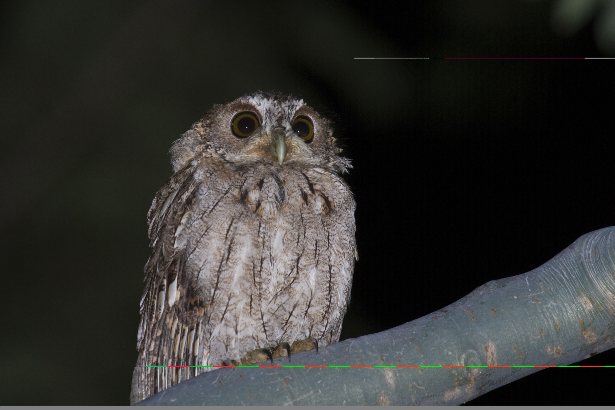 Balsas Screech-Owl illustration
