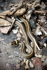 Tantilla
