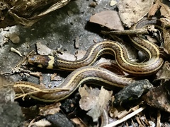 Tantilla