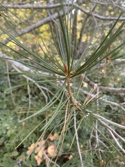 Pinus bungeana