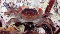 Cyclograpsus granulosus