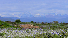 Leucocoryne coquimbensis