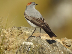 Muscisaxicola rufivertex