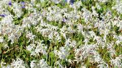 Leucocoryne coquimbensis