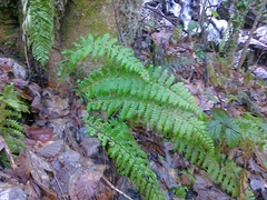 Polystichum braunii