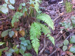 Polystichum braunii
