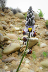 Monnina philippiana